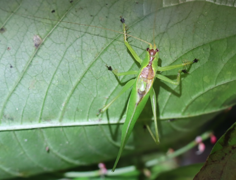 昆虫バカセ-研究室_ウマオイ♂_2021年5月21日 午前6時10分頃 気温22度